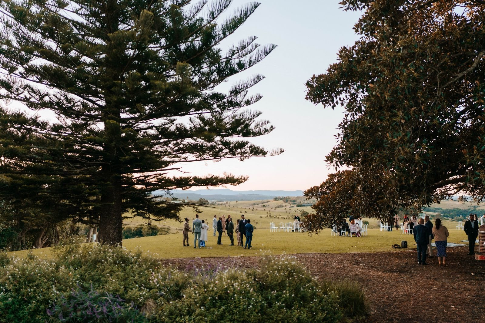 Guests on the lawn under a Norfolk pine and a spreading fig, the ocean in the distance