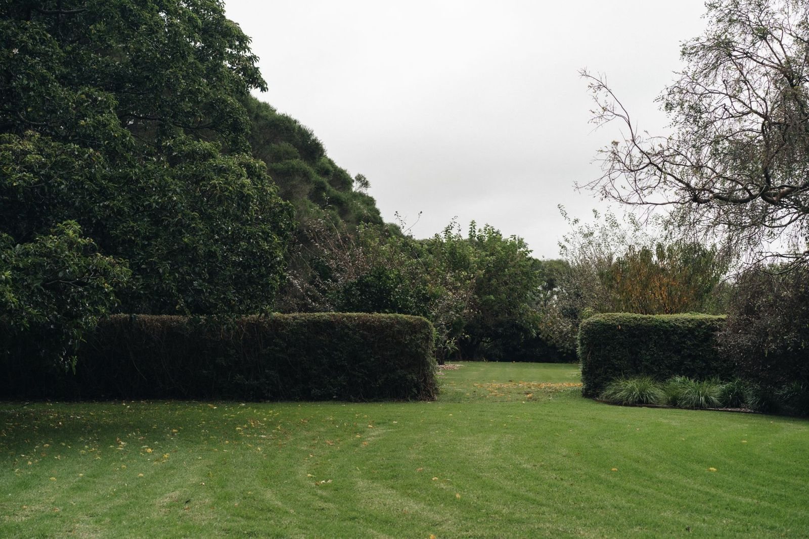 A hedged garden lawn under tall trees